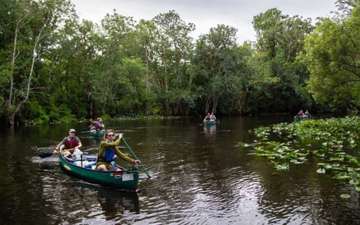 A group of people paddle four canoes on a calm river, surrounded by lily pads and green trees
